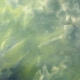 Charmeuse Satin - Pistachio Green Tie Dye - 4